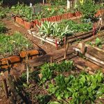 Horta das Corujas: trazer o campo para a metrópole