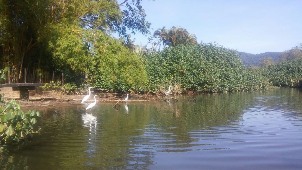 Imagem do rio Tavares sem lixo, com aves e água cristalina